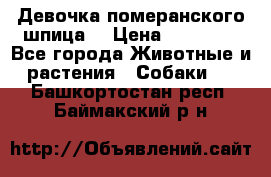 Девочка померанского шпица. › Цена ­ 40 000 - Все города Животные и растения » Собаки   . Башкортостан респ.,Баймакский р-н